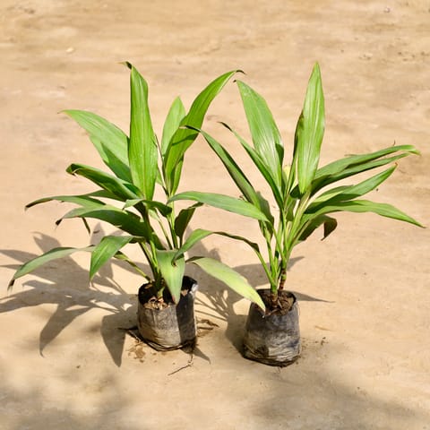 Set of 2 - Dracaena Green in 4 Inch Nursery Bag