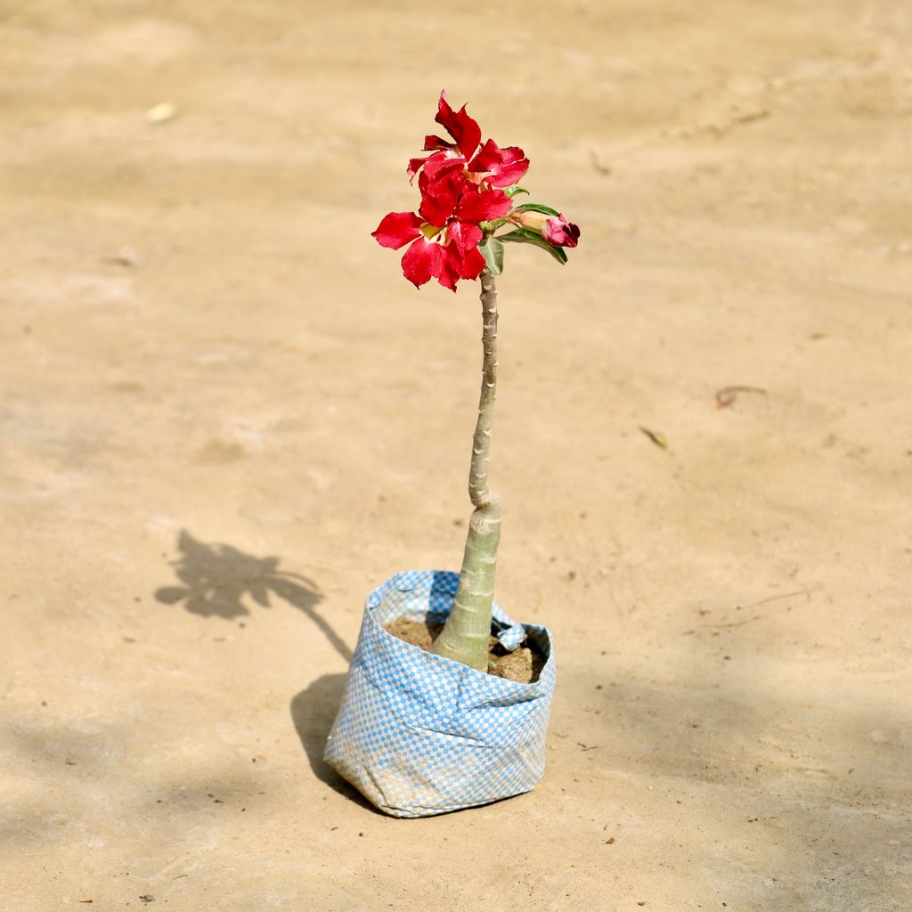 Buy Adenium Bonsai in 4 Inch Nursery Bag Online | Urvann.com Adenium Bonsai in 4 Inch Nursery Bag