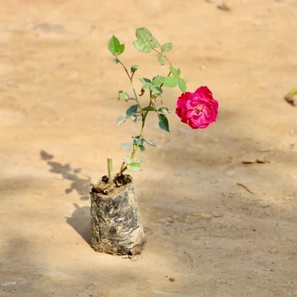 Buy Desi Gulab / Rose (Any Colour) in 4 Inch Nursery Bag Online | Urvann.com