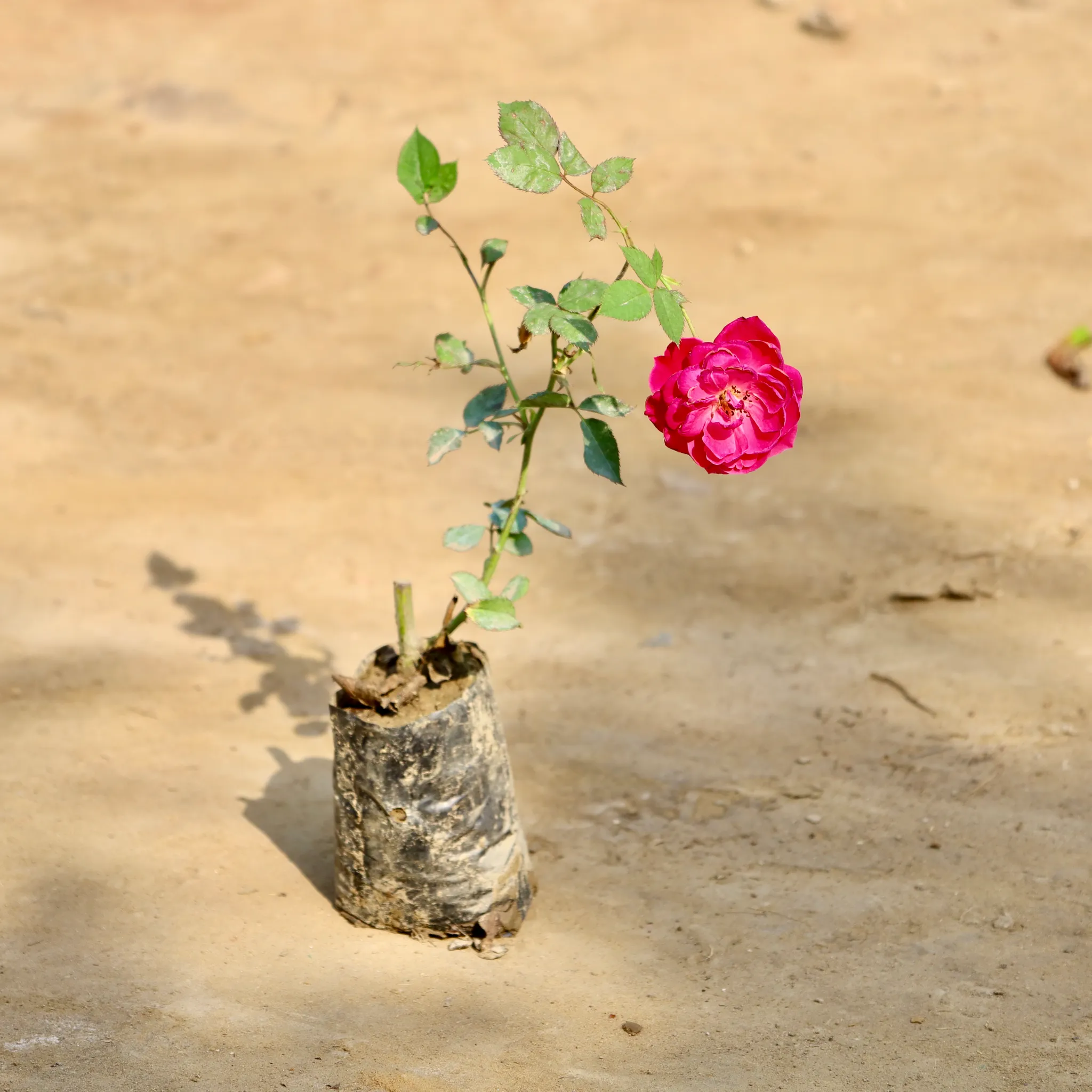 Desi Gulab / Rose (Any Colour) in 4 Inch Nursery Bag