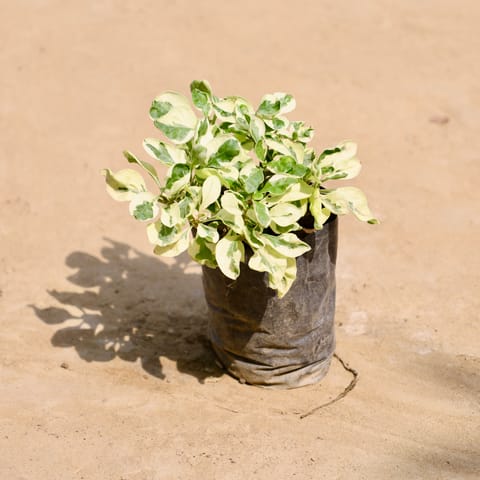 Alternanthera Variegated in 4 Inch Nursery Bag