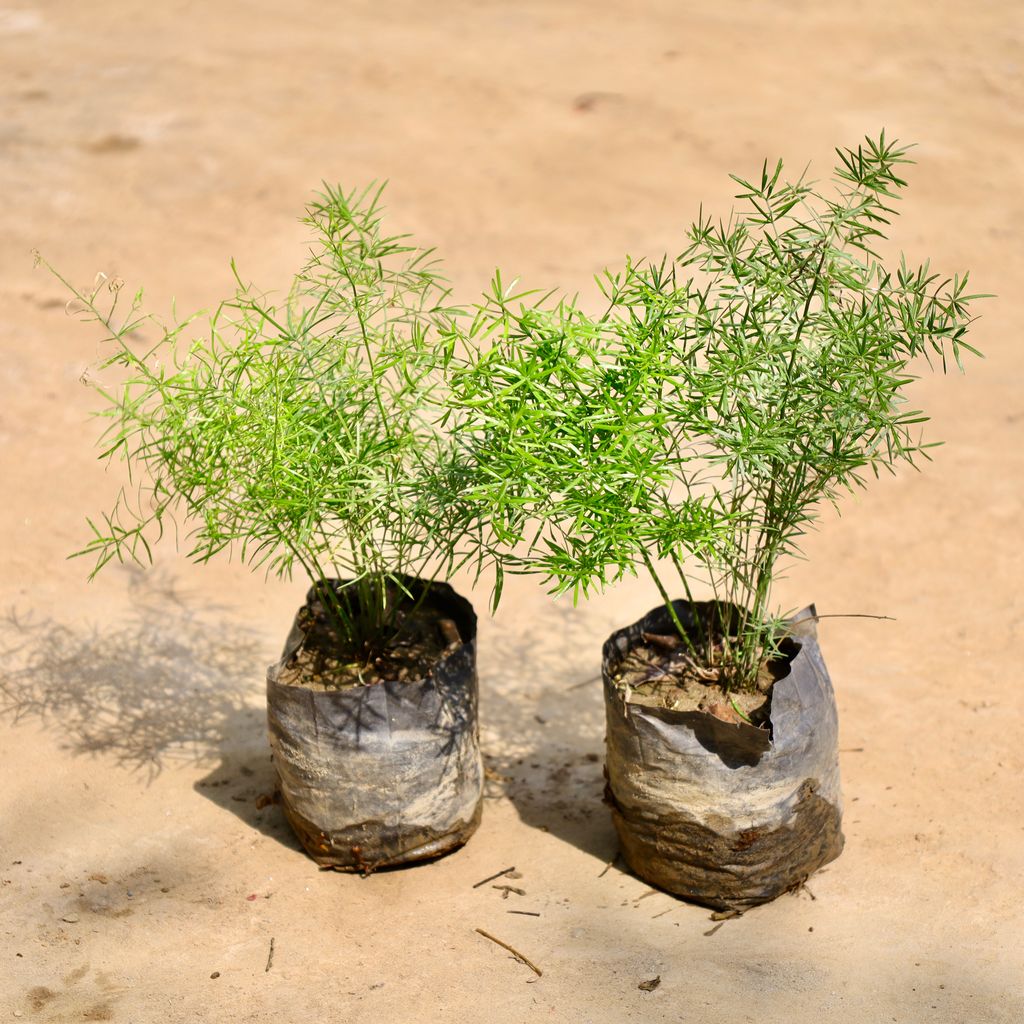 Buy Set of 2 - Asparagus in 4 Inch Nursery Bag Online | Urvann.com Set of 2 - Asparagus in 4 Inch Nursery Bag