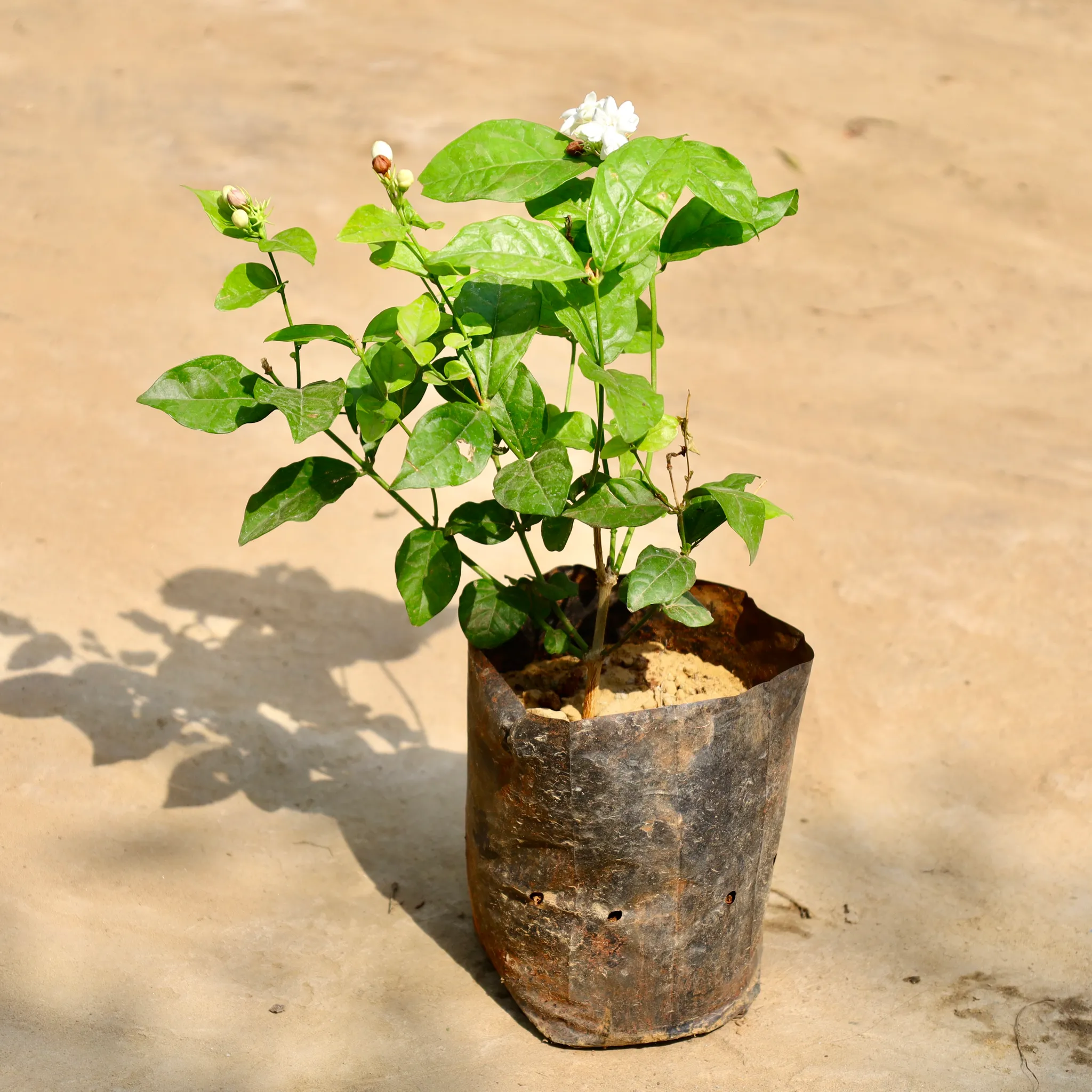 Mogra / Jasmine (Any Colour) in 7 Inch Nursery Bag