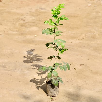 Buy Murraya / Madhu Kamini in 4 Inch Nursery Bag Online | Urvann.com