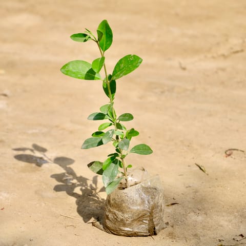 Inerme Plant in 3 Inch Nursery Bag