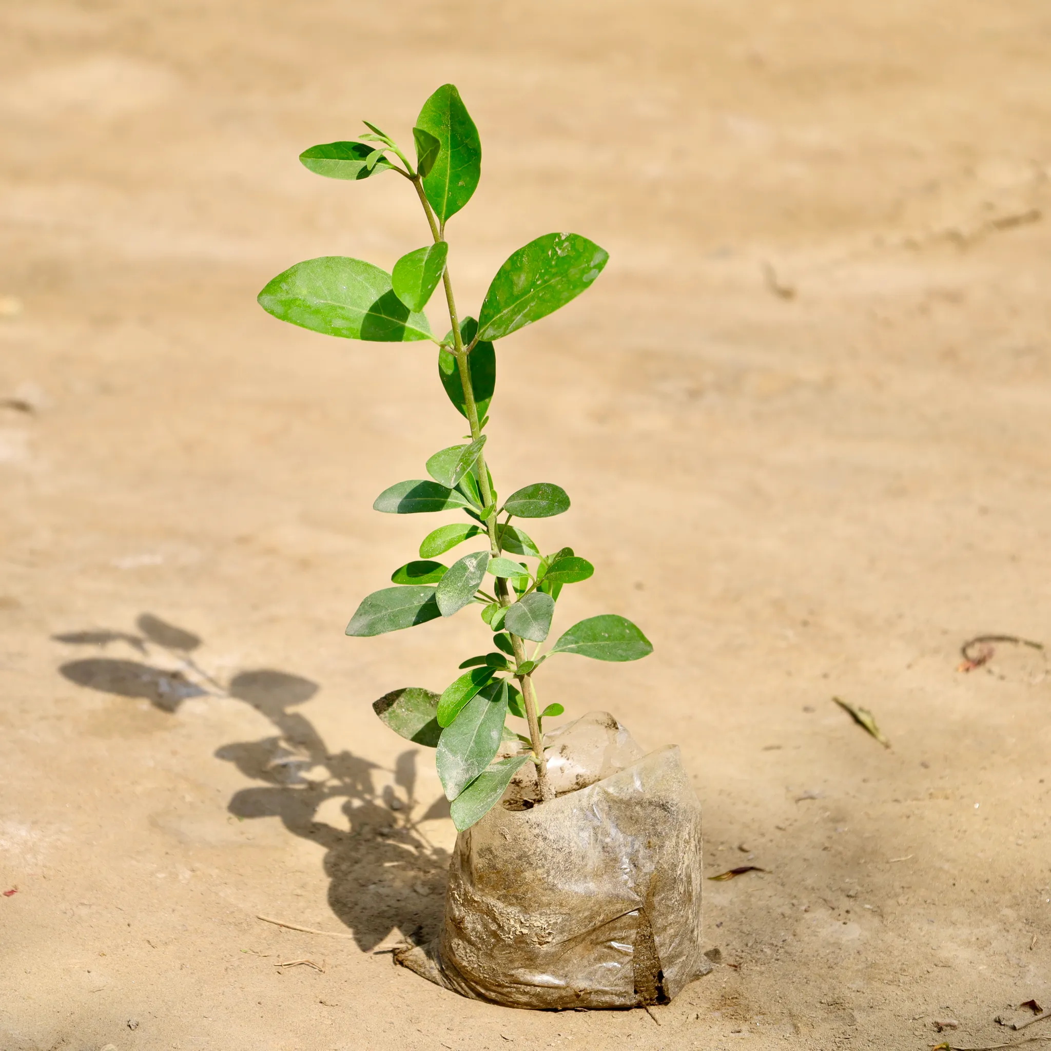 Inerme Plant in 3 Inch Nursery Bag