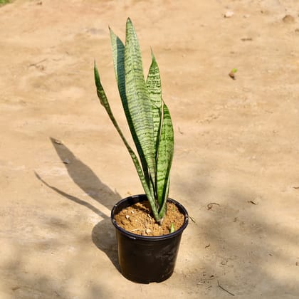 Buy Snake Green in 6 Inch Nursery Pot Online | Urvann.com