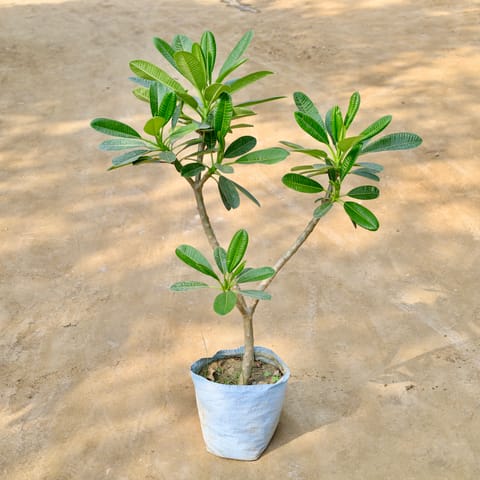 Champa (Any Colour) in 12 Inch Nursery Bag