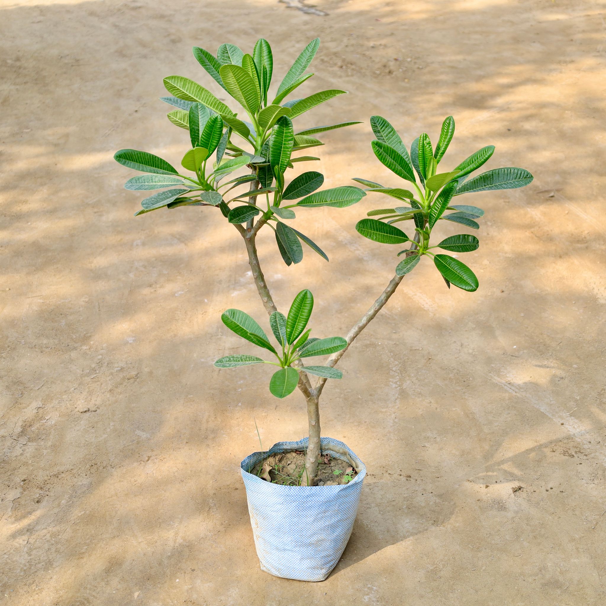 Champa (Any Colour) in 12 Inch Nursery Bag