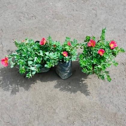 Buy Set of 3 - Kulfa / Purslane in 4 Inch Nursery Bag Online | Urvann.com