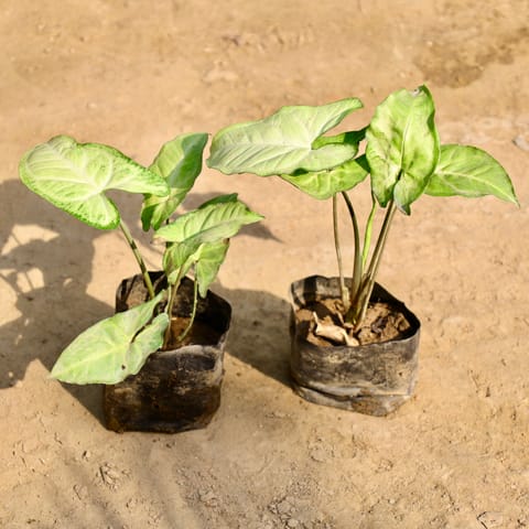 Set of 2 - Syngonium Green in 4 Inch Nursery Bag