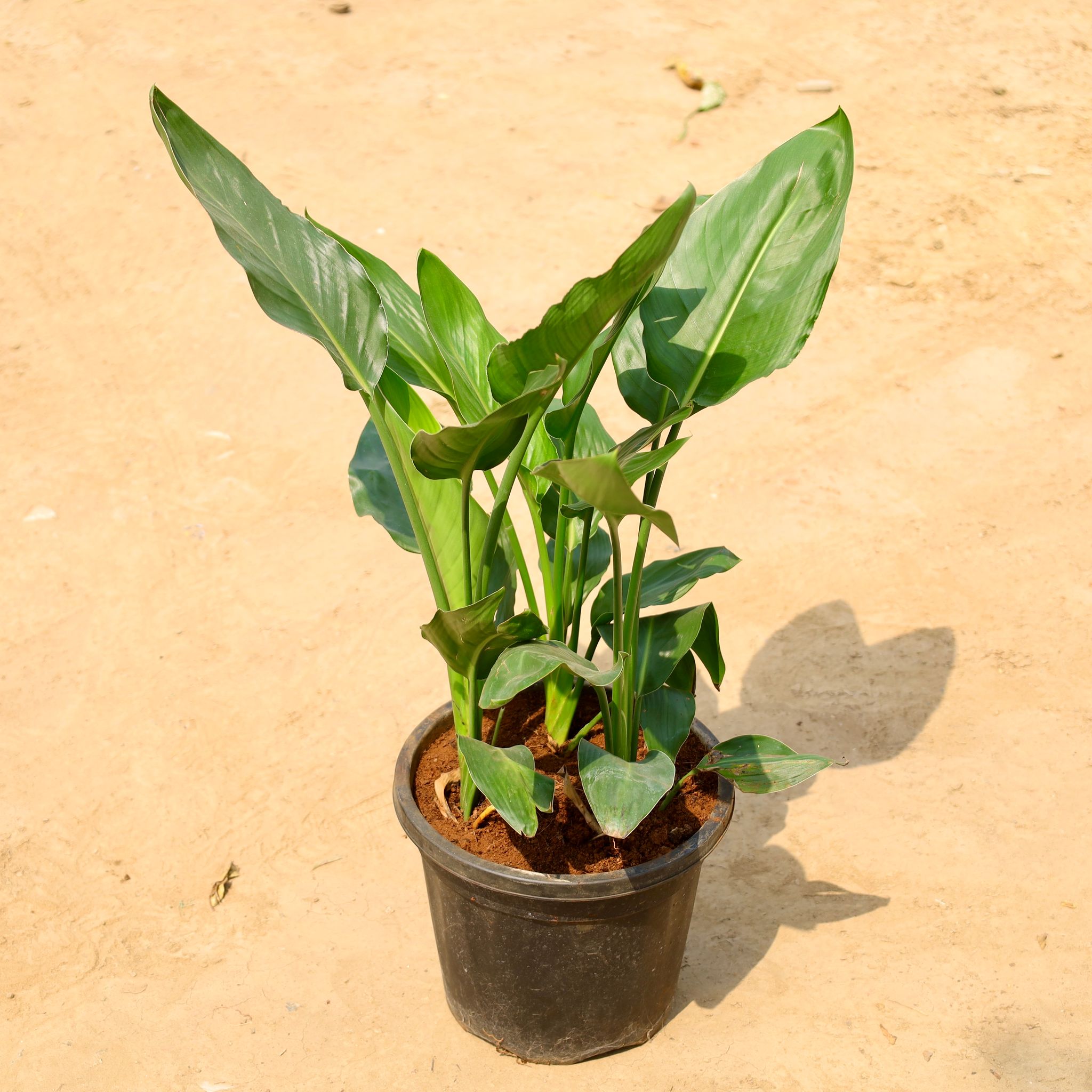 Bird of Paradise in 10 Inch Nursery Pot