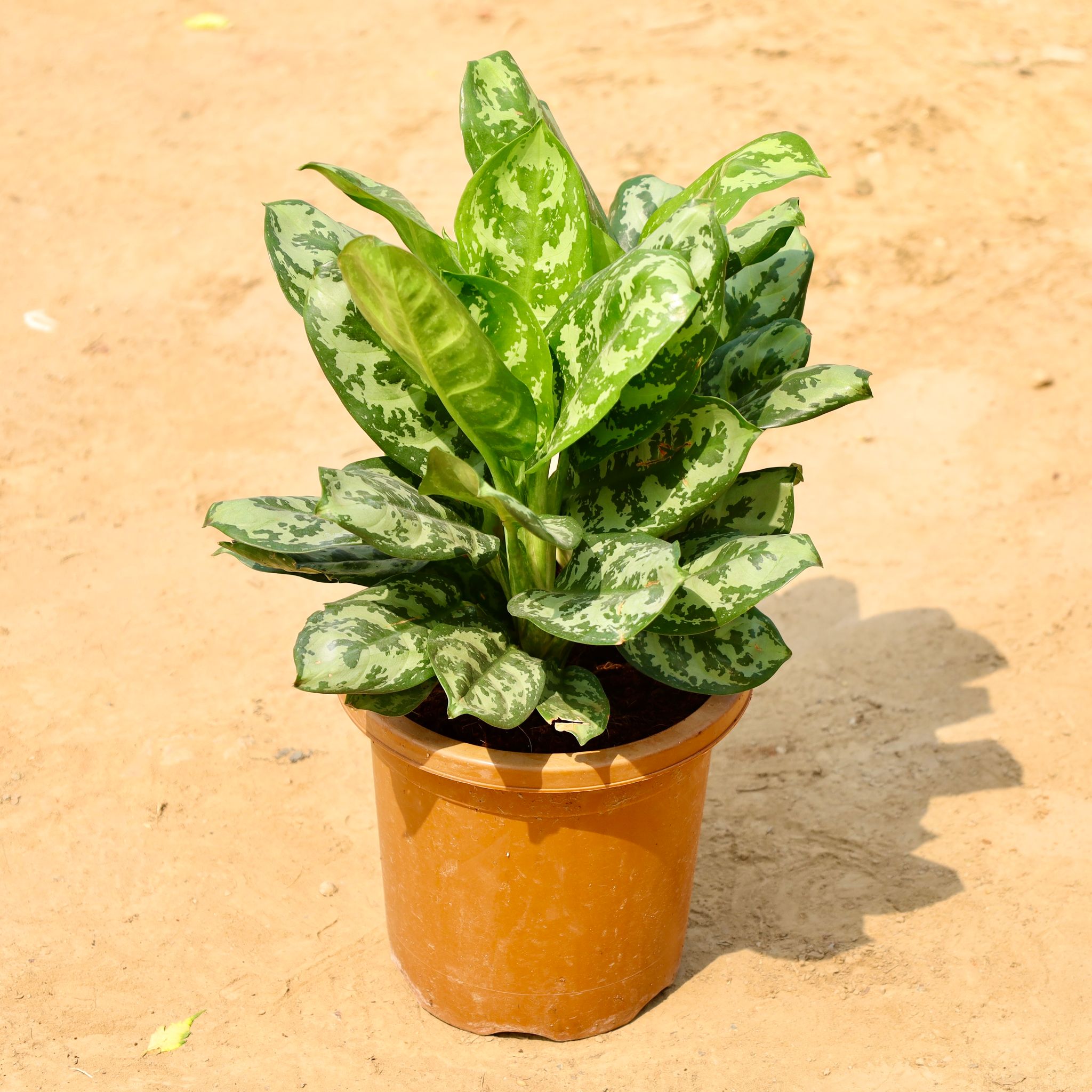 Aglaonema Spring Snow in 8 Inch Nursery Pot