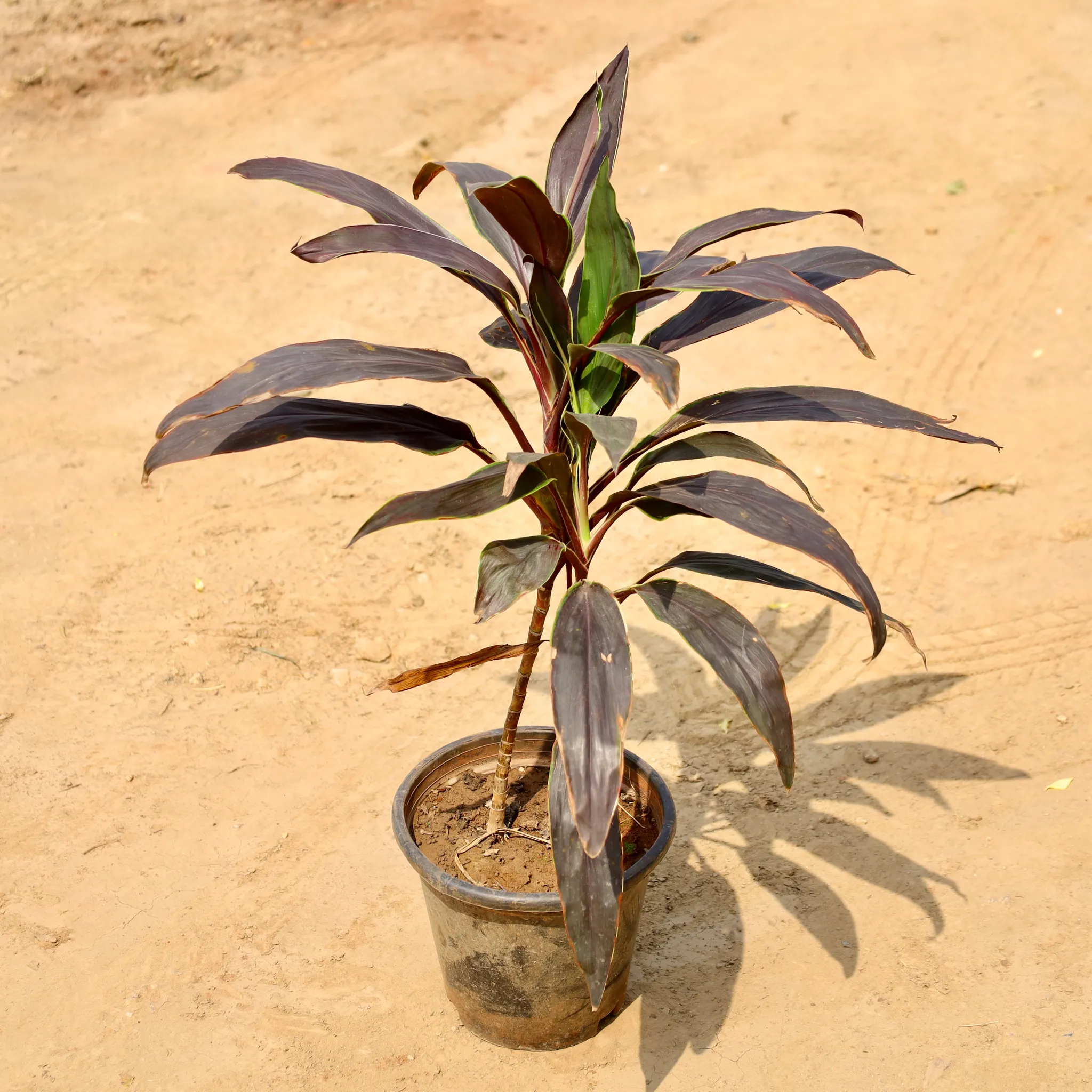 Dracaena Kedarnath in 8 Inch Nursery Pot
