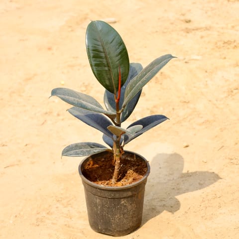 Rubber Black in 8 Inch Nursery Pot
