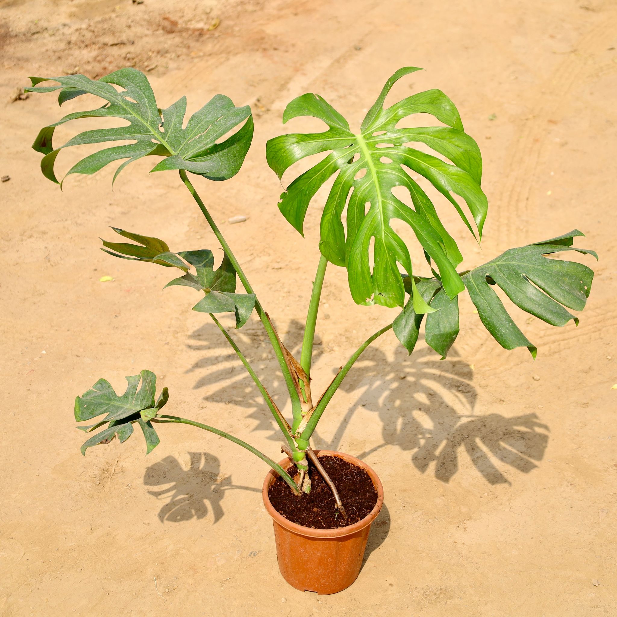 Monstera Deliciosa in 8 Inch Nursery Pot