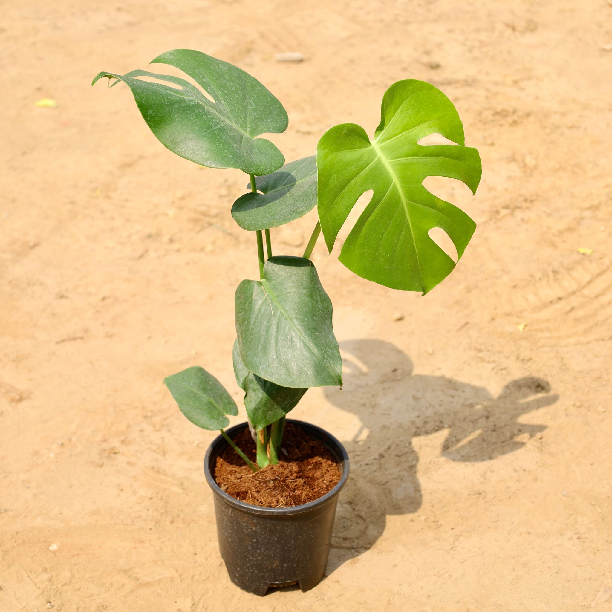 Monstera Deliciosa in 6 Inch Nursery Pot