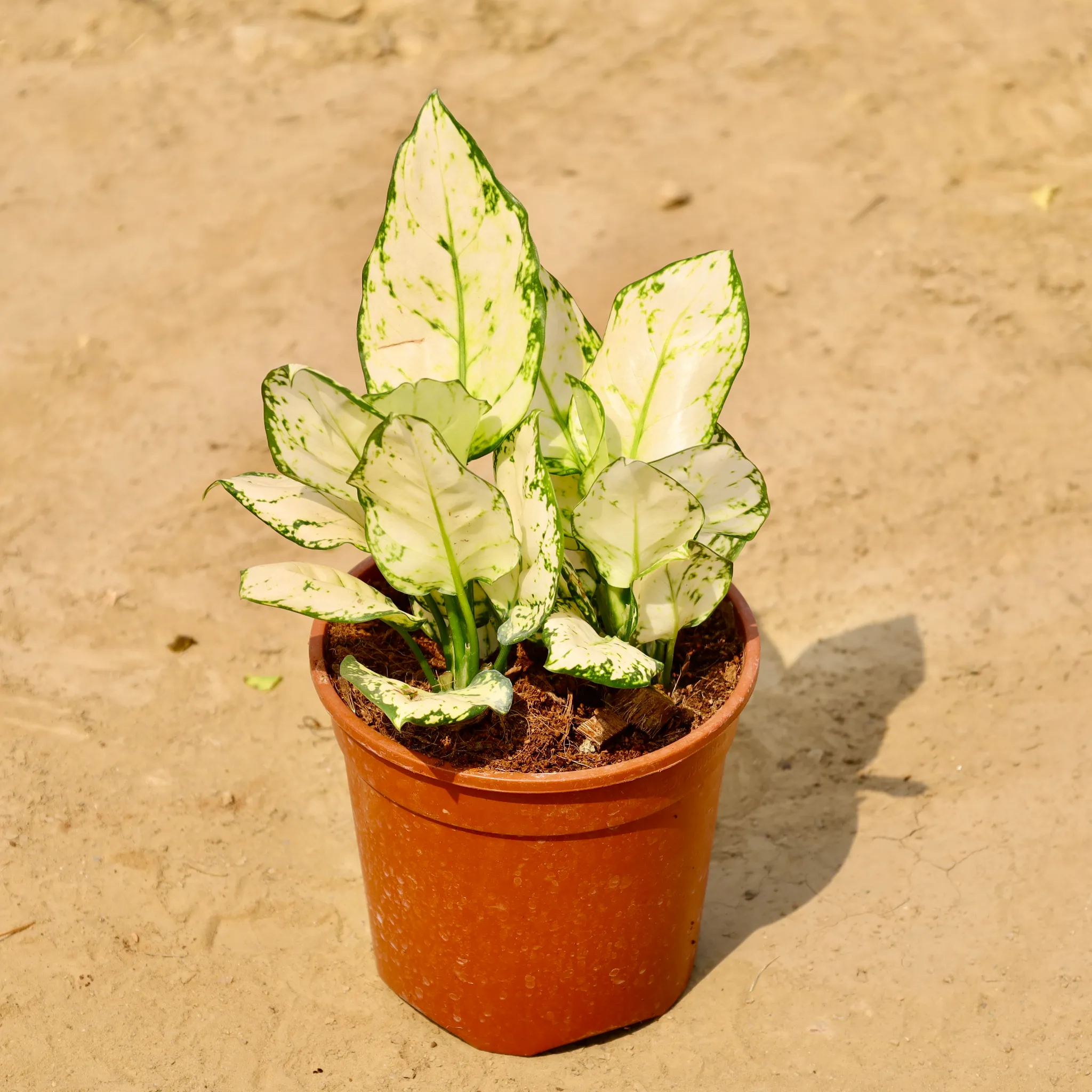 Aglaonema Super White in 6 Inch Nursery Pot