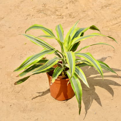Buy Dracaena Fragrans in 6 Inch Nursery Pot Online | Urvann.com
