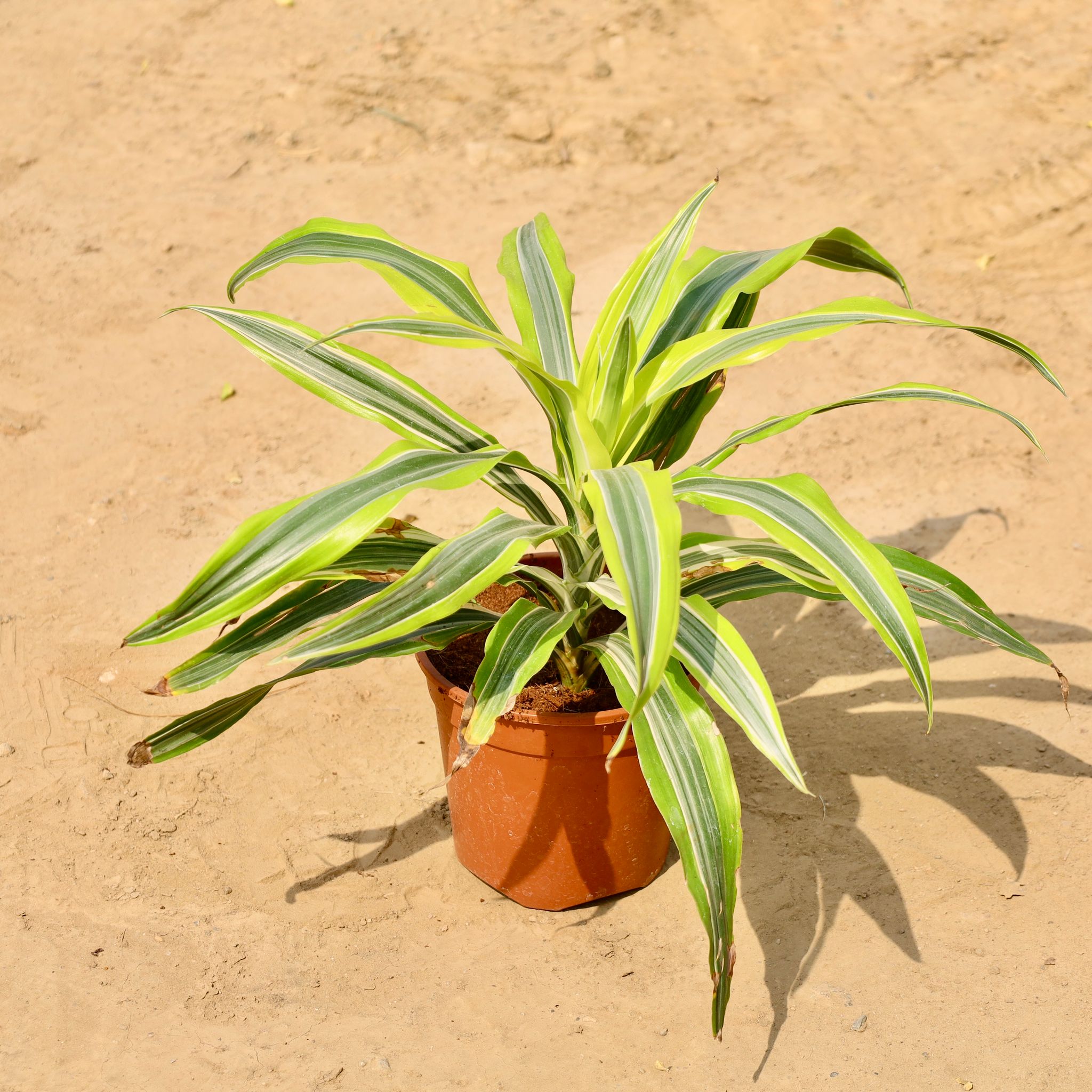 Dracaena Fragrans in 6 Inch Nursery Pot
