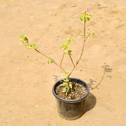 Buy Lemonia (Any Colour) in 8 Inch Nursery Pot Online | Urvann.com