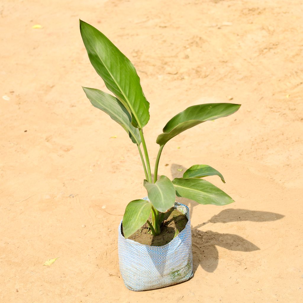 Buy Bird of Paradise in 8 Inch Nursery bag Online | Urvann.com Bird of Paradise in 8 Inch Nursery bag