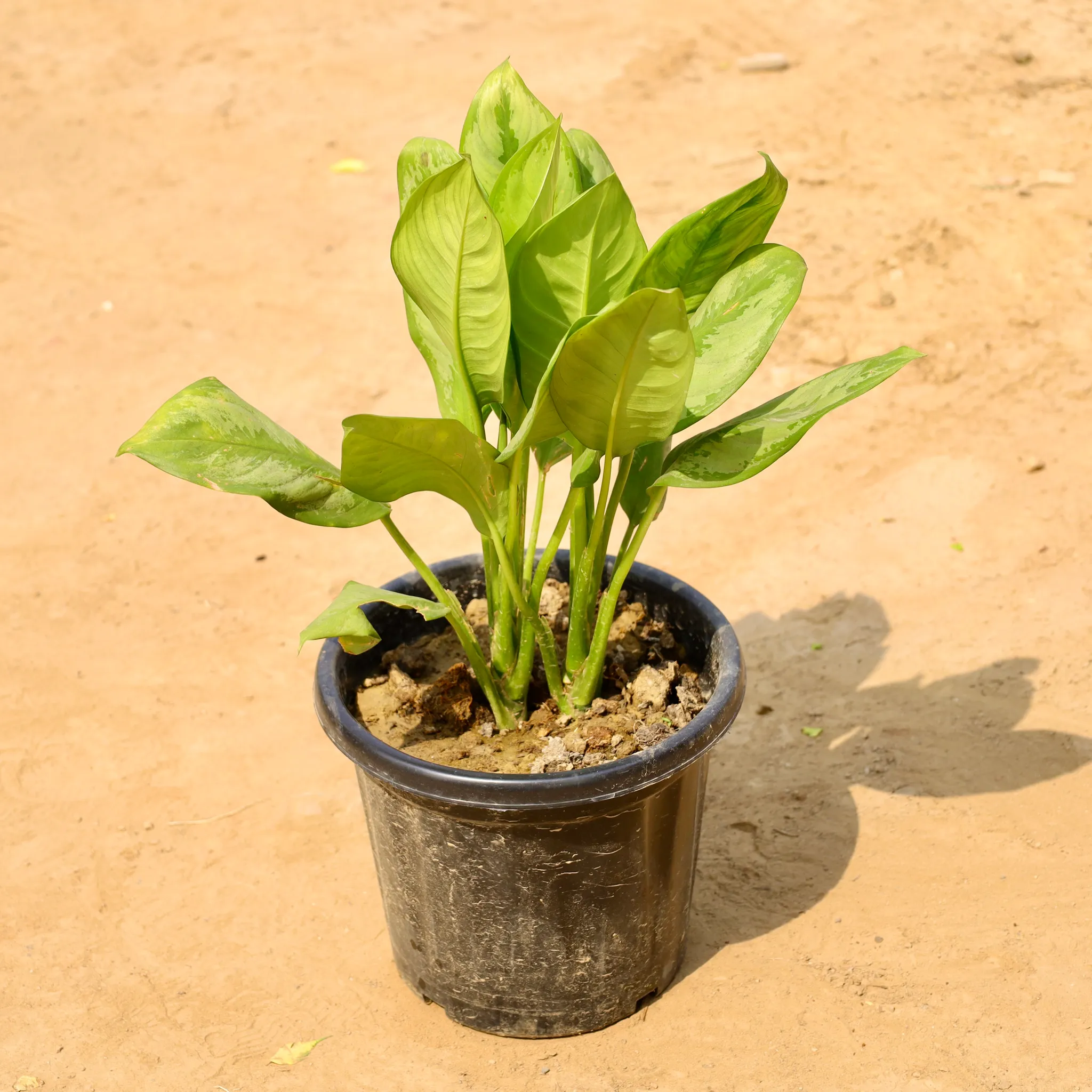 Aglaonema Emerald Bay in 10 Inch Nursery bag
