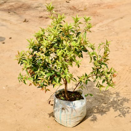 Buy Syzygium / Christina Ficus in 12 Inch Nursery bag Online | Urvann.com