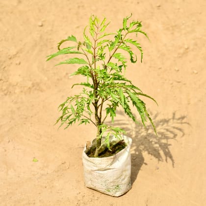 Buy Aralia Neem in 4 Inch Nursery bag Online | Urvann.com