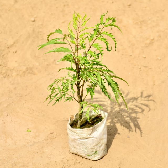 Aralia Neem in 4 Inch Nursery bag