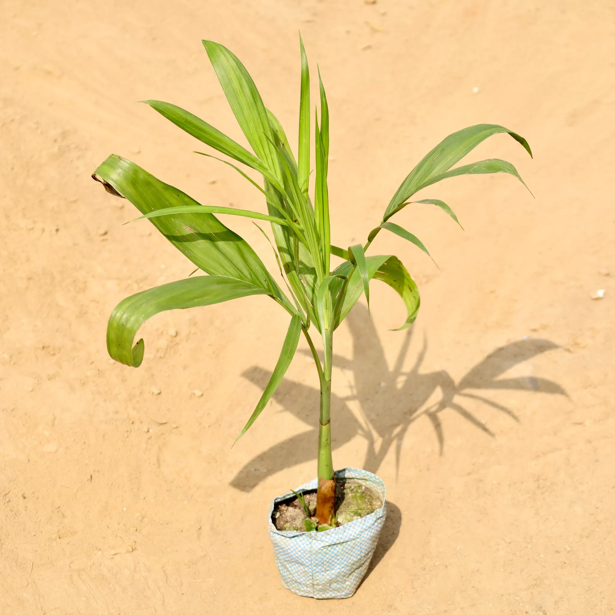 Chikotiya / Sepotia Palm in 4 Inch Nursery bag