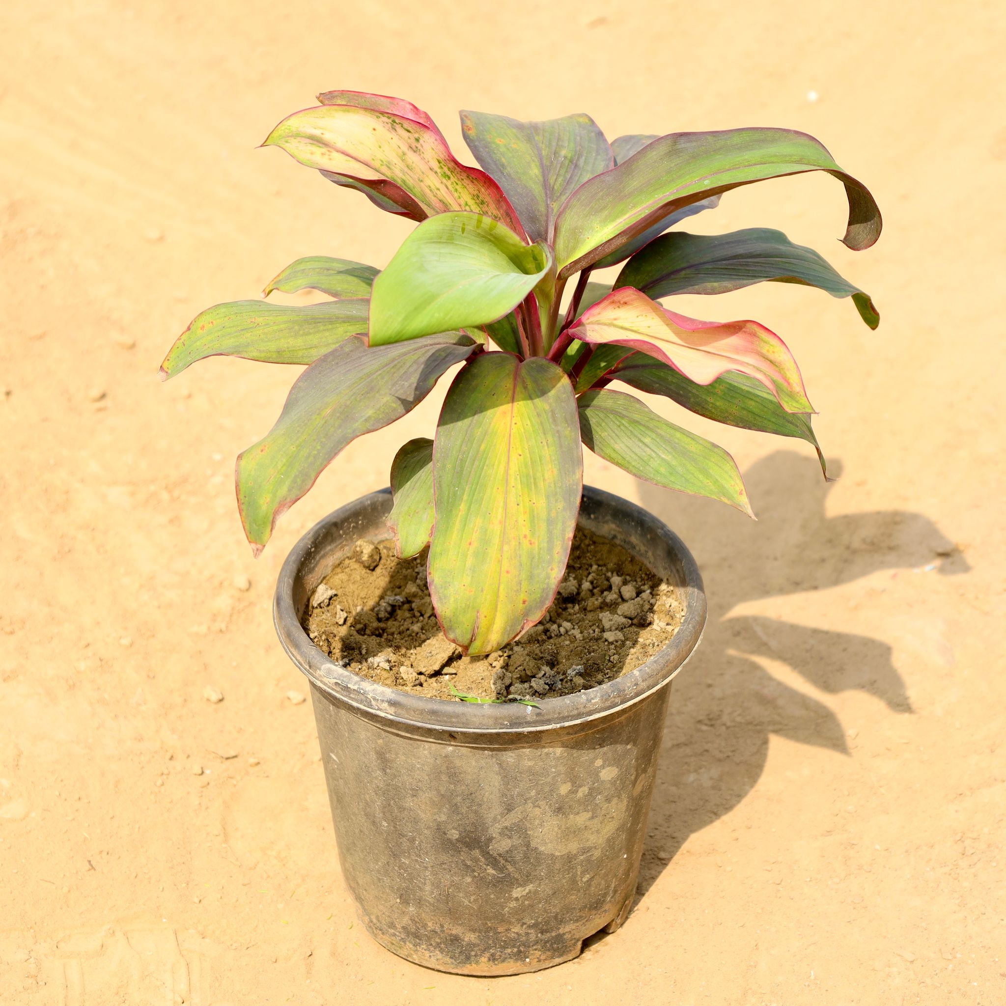 Dracaena Kedarnath in 8 Inch Nursery Pot