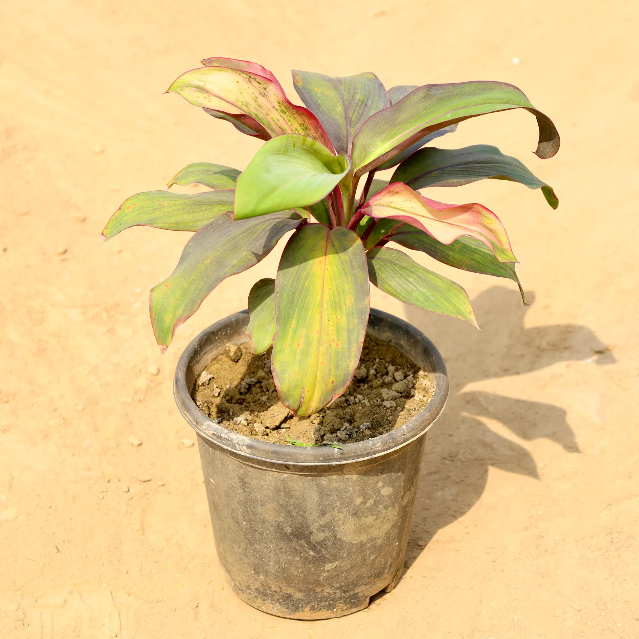Dracaena Kedarnath in 8 Inch Nursery Pot