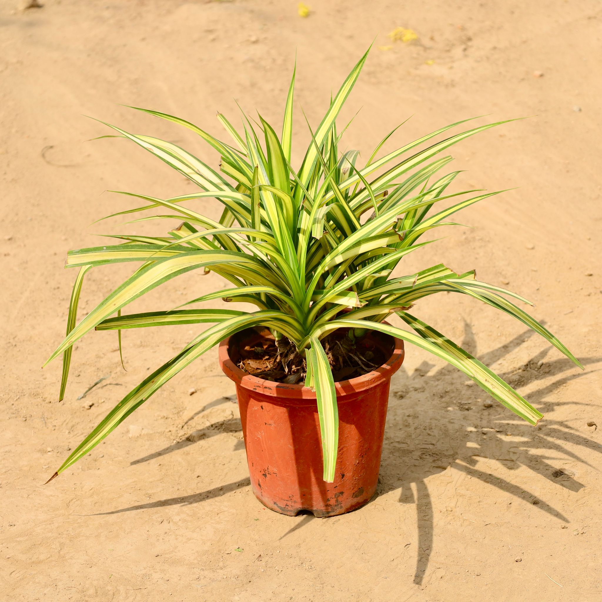 Pandanus / Screwpine in 8 Inch Nursery Pot
