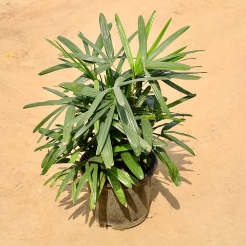 Raphis Palm in 12 Inch Nursery Pot