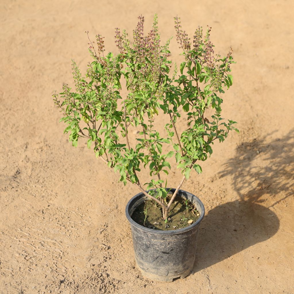 Buy Tulsi Plant in 6 Inch Nursery Pot Online | Urvann.com Tulsi Plant in 6 Inch Nursery Pot