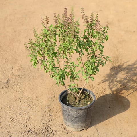 Tulsi Plant in 6 Inch Nursery Pot