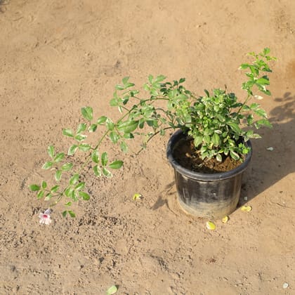 Buy Tecoma Variegated in 8 Inch Nursery Pot Online | Urvann.com