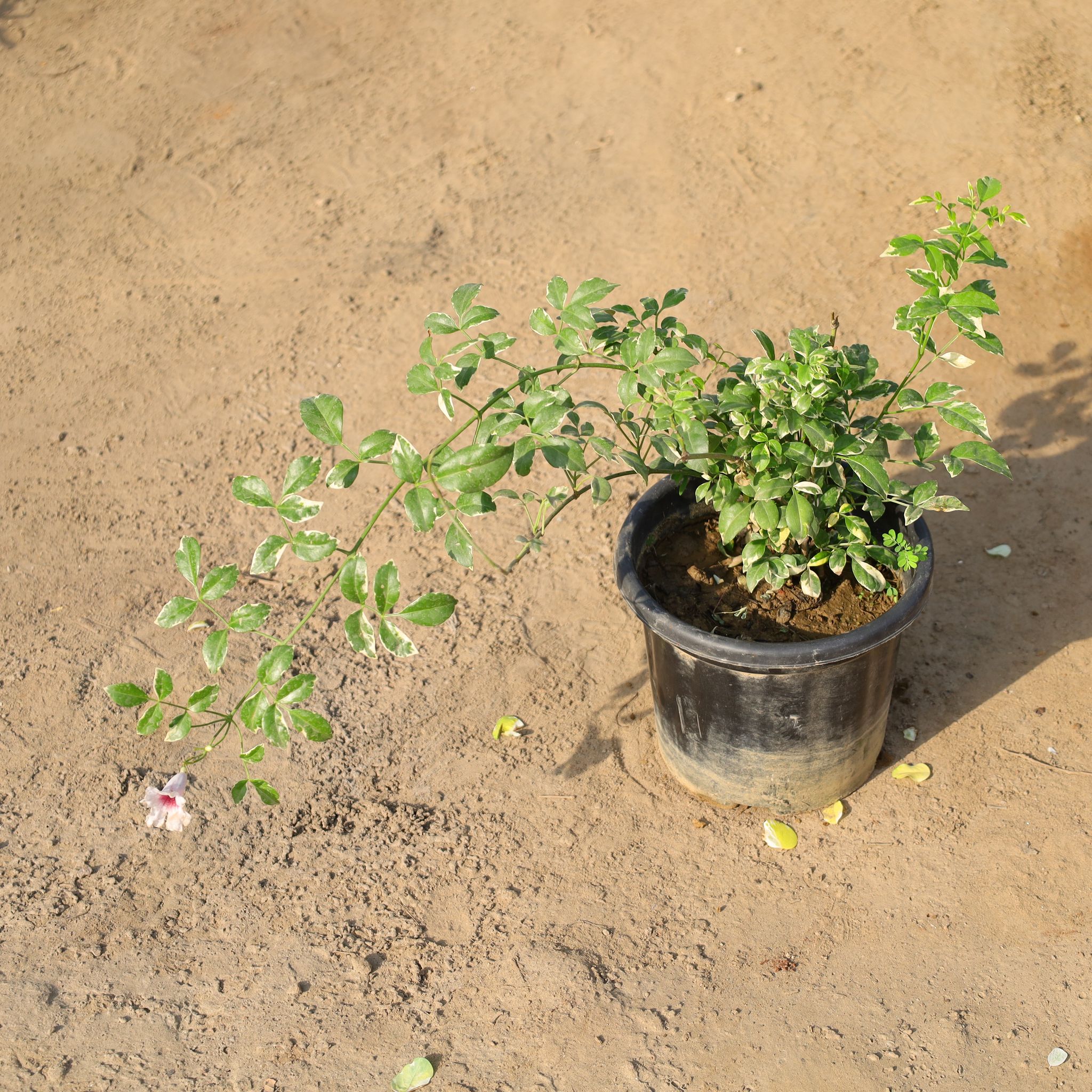 Tecoma Variegated in 8 Inch Nursery Pot