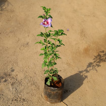 Buy Hibiscus / Gudhal Vareigated (Any Colour) in 8 Inch Nursery Bag Online | Urvann.com
