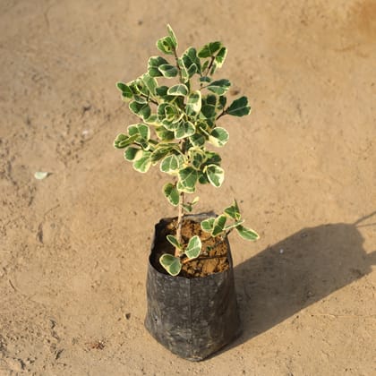 Buy Ficus Variegated in 4 Inch Nursery Bag Online | Urvann.com