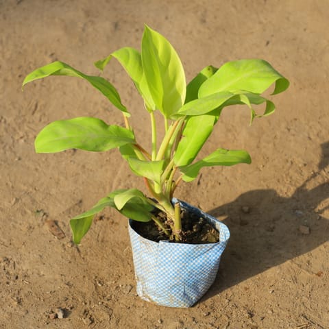 Philodendron Golden in 4 Inch Nursery Bag