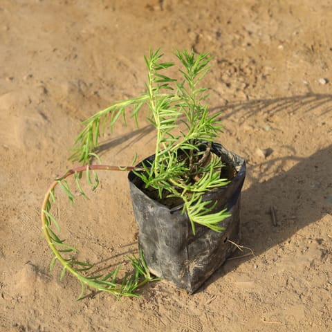 Portulaca Moss Rose (Any Colour) in 4 Inch Nursery Bag
