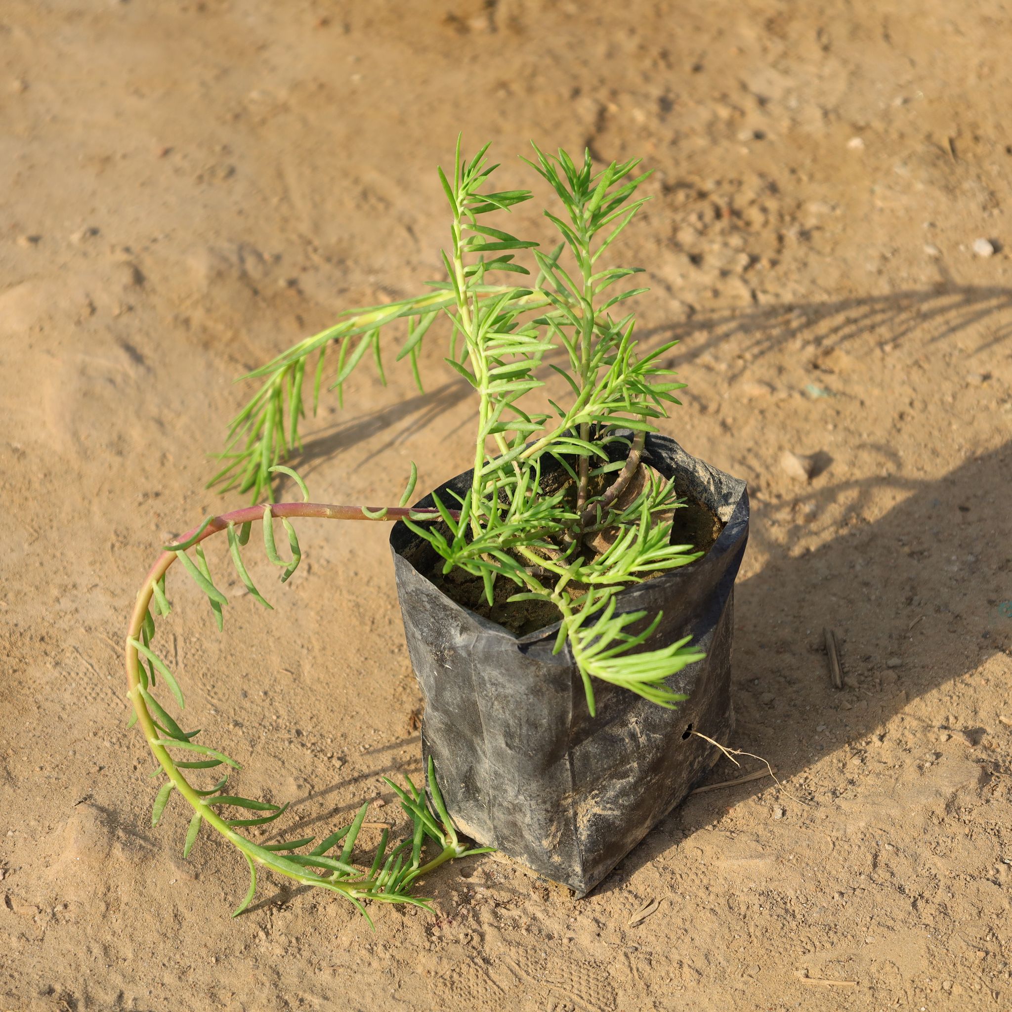 Portulaca Moss Rose (Any Colour) in 4 Inch Nursery Bag