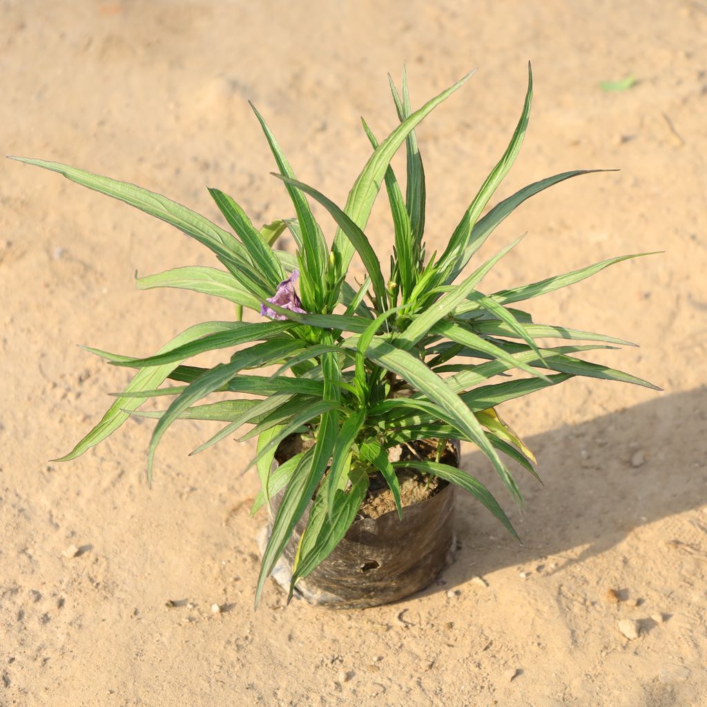 Buy Mexican Petunia / Ruellia (Any Colour) in 4 Inch Nursery Bag Online | Urvann.com Mexican Petunia / Ruellia (Any Colour) in 4 Inch Nursery Bag
