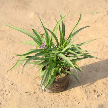 Buy Mexican Petunia / Ruellia (Any Colour) in 4 Inch Nursery Bag Online | Urvann.com