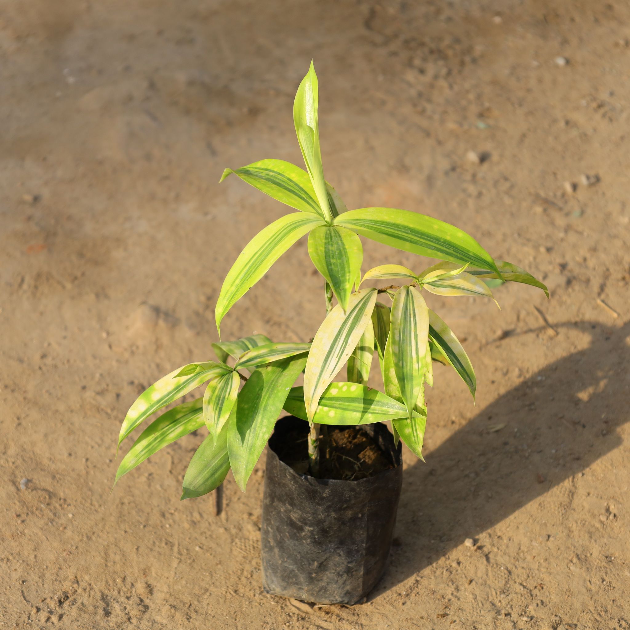 Dracaena Golden Milky in 4 Inch Nursery Bag