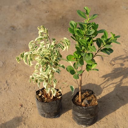 Buy Set of 2 - Ficus (Starlight & Moclaim) in 5 Inch Nursery Bag Online | Urvann.com