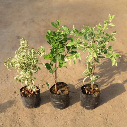 Buy Set of 3 - Ficus (Starlight, Moclaim & Safari) in 5 Inch Nursery Bag Online | Urvann.com