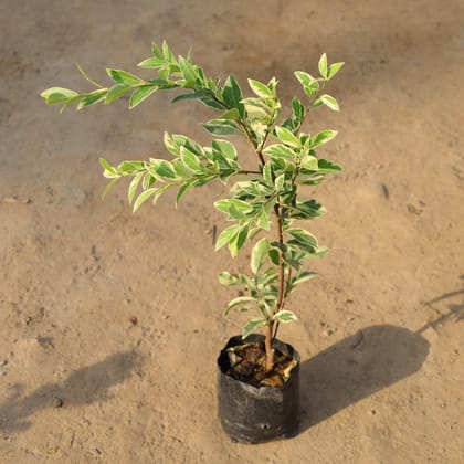 Buy Ficus Safari in 5 Inch Nursery Bag Online | Urvann.com